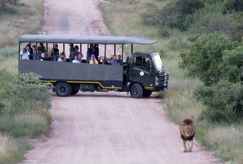 Guests aboard the Malala-Tau open safari truck watching a lion on a bush road