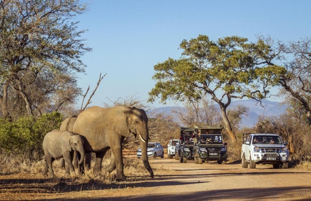 Elephants and game vehicles on the seven day Limpopo Grand Circuit