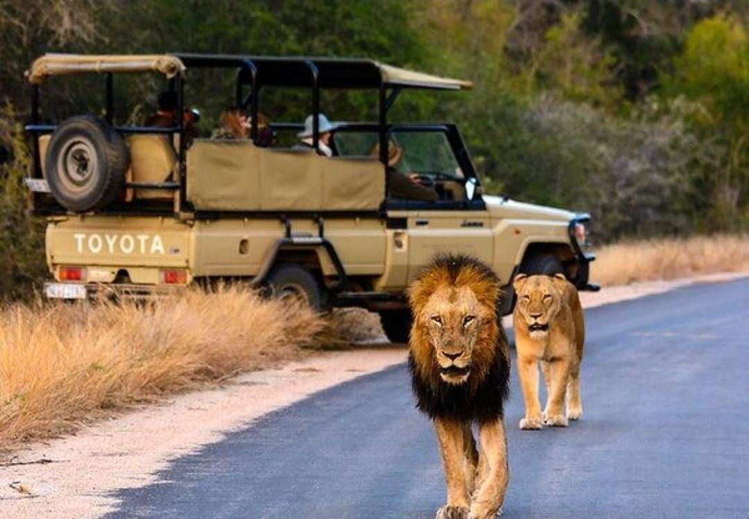 Lions passing a game viewing vehicle on a Limpopo safari
