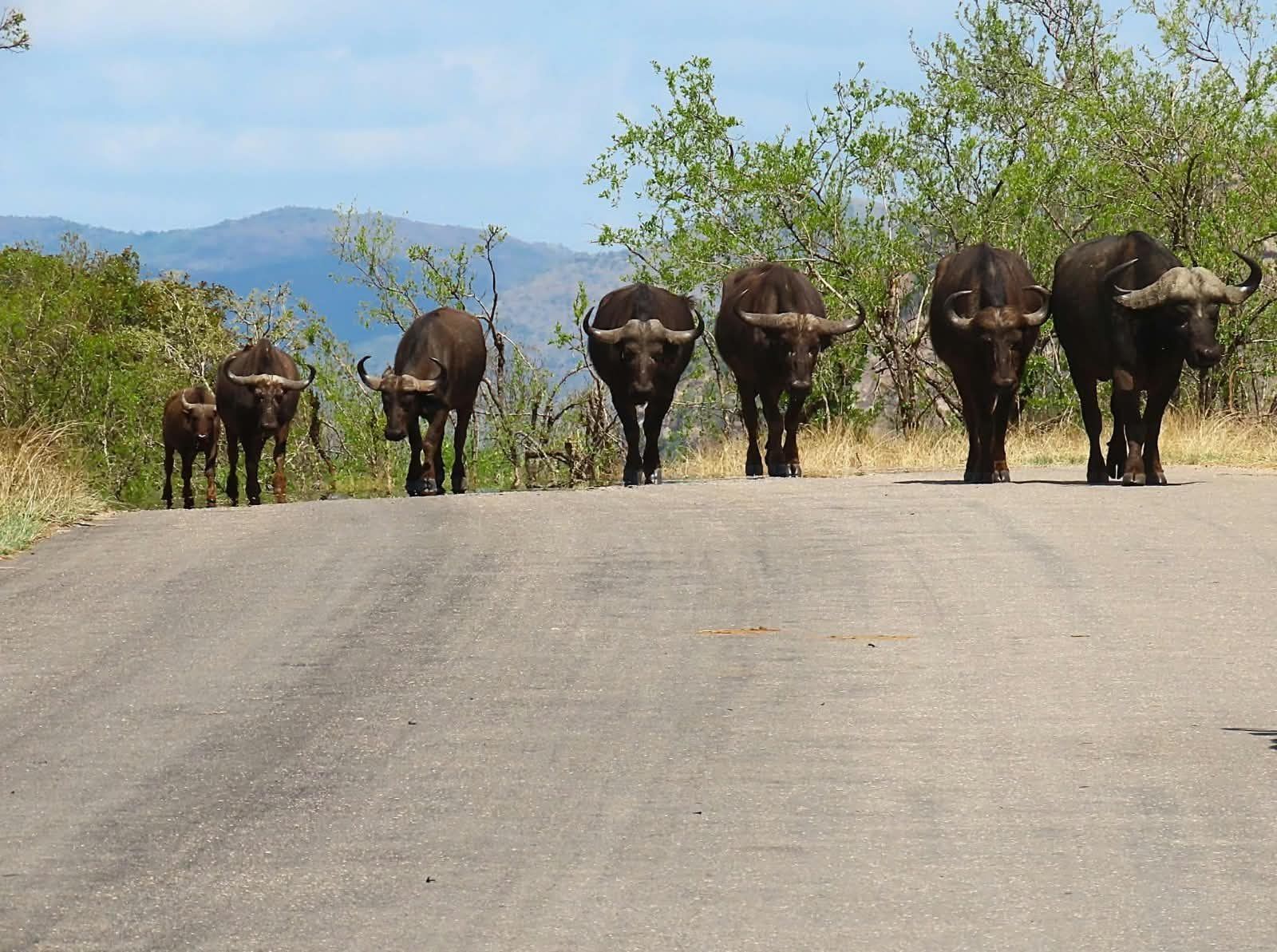 Buffalo herd in Pilanesberg National Park