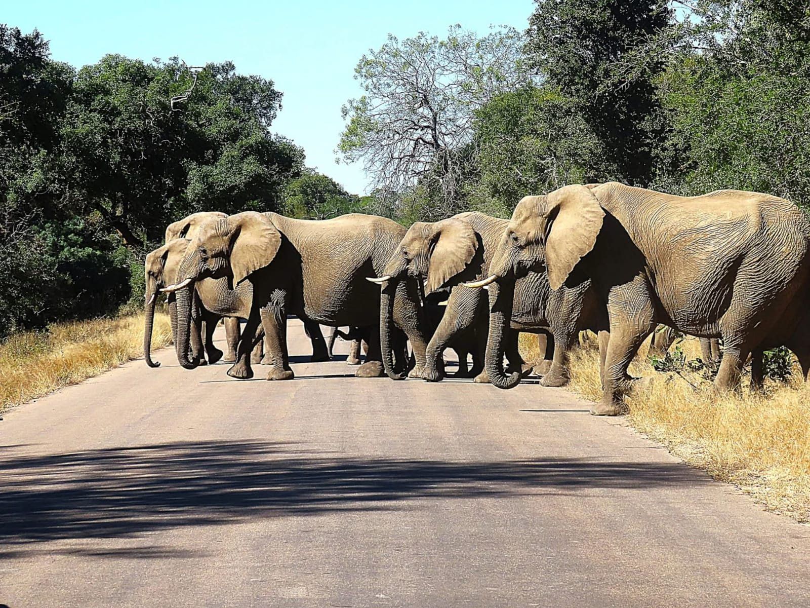 Limpopo tours and safaris from Johannesburg