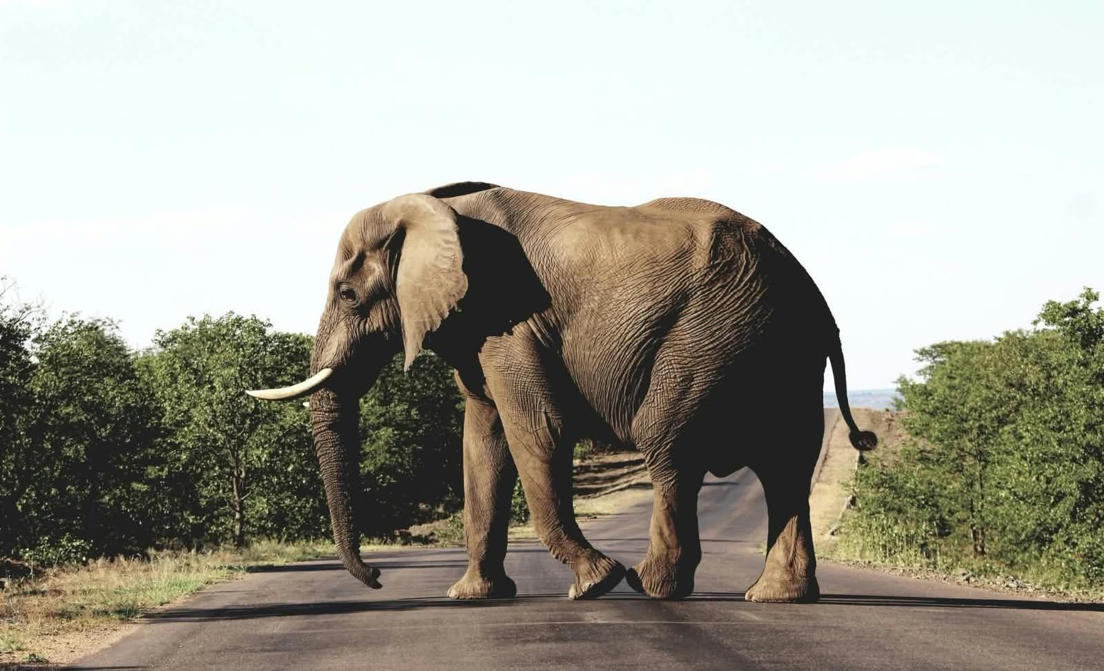 Elephant in Kruger National Park on the From Mystery to the Wild signature journey