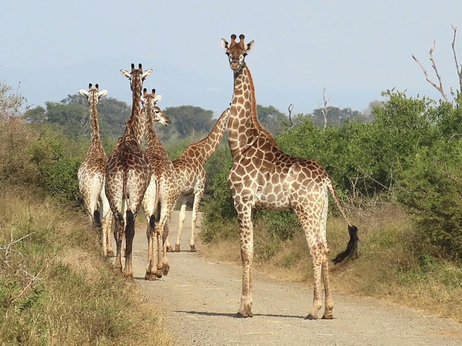 Giraffe on a Pilanesberg game drive