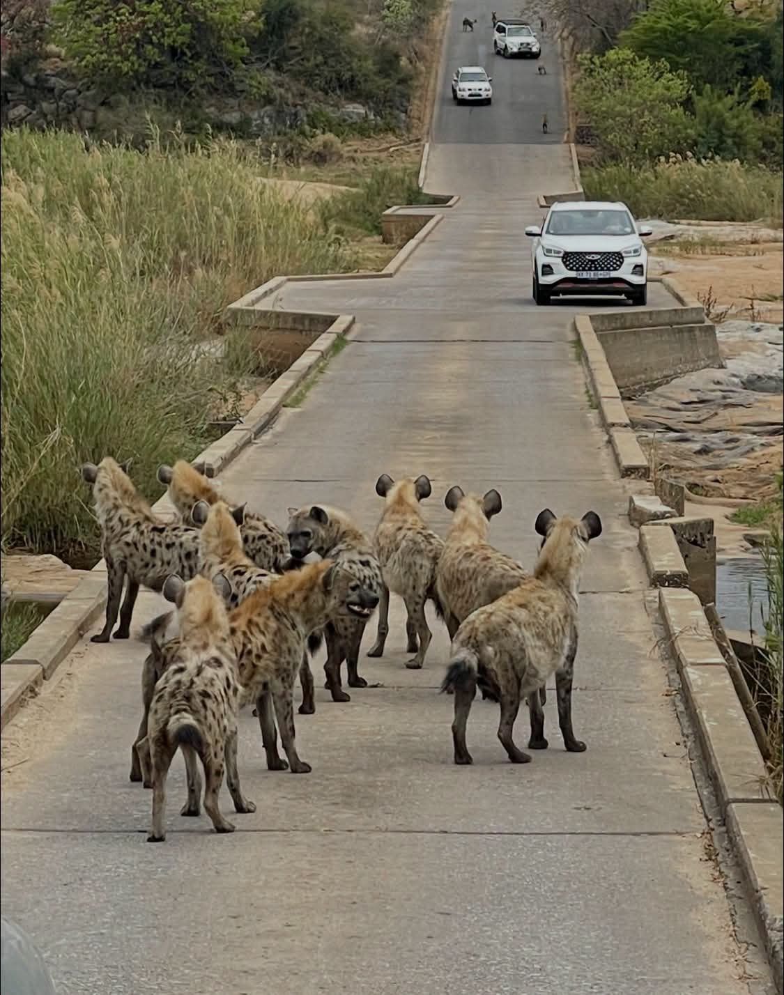 Hyena clan on the road during a Pilanesberg day safari