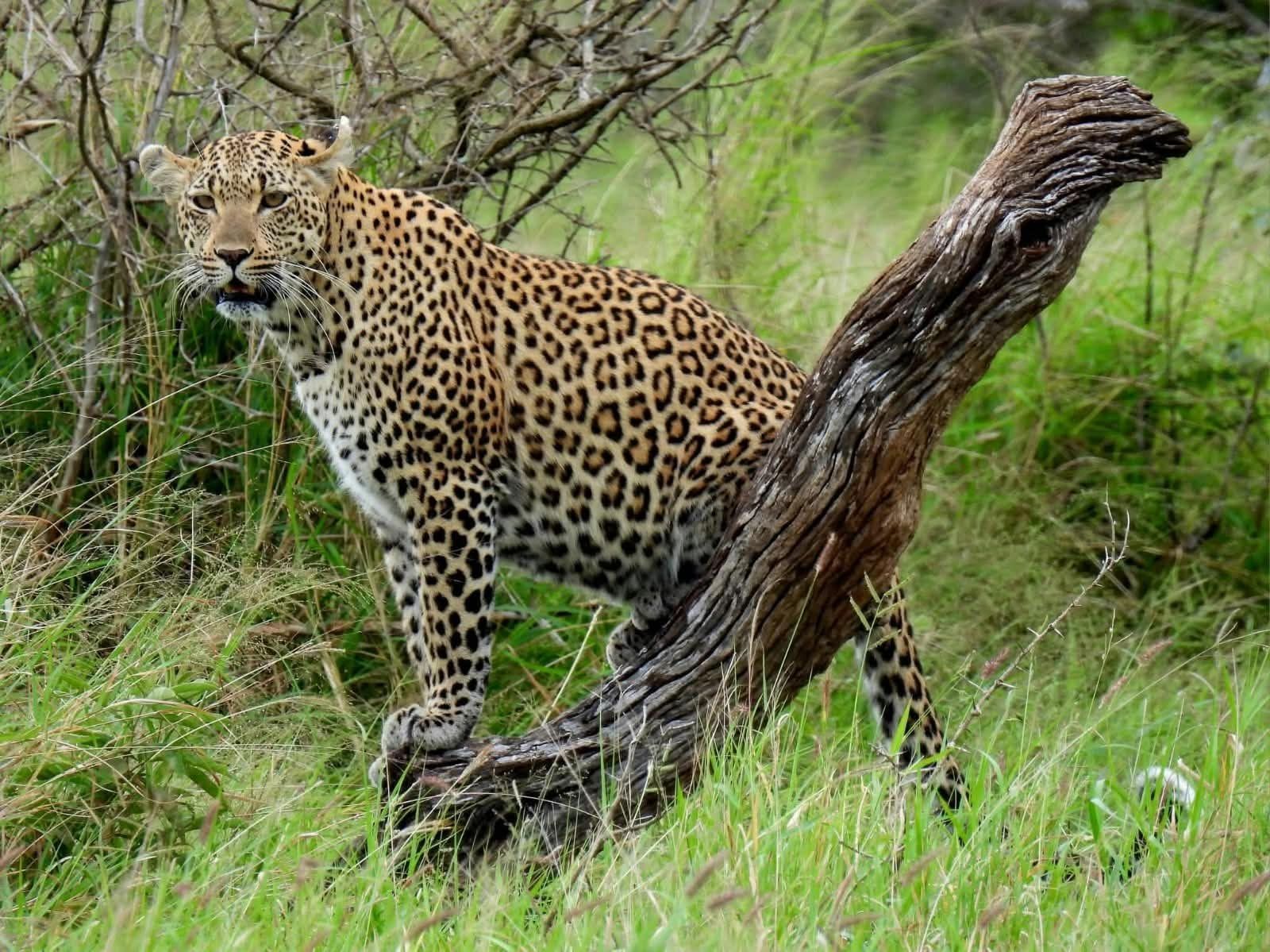 Leopard seen on a five day Kruger National Park safari