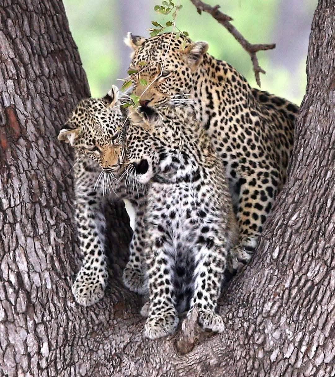Big Five luxury safari in Madikwe Game Reserve