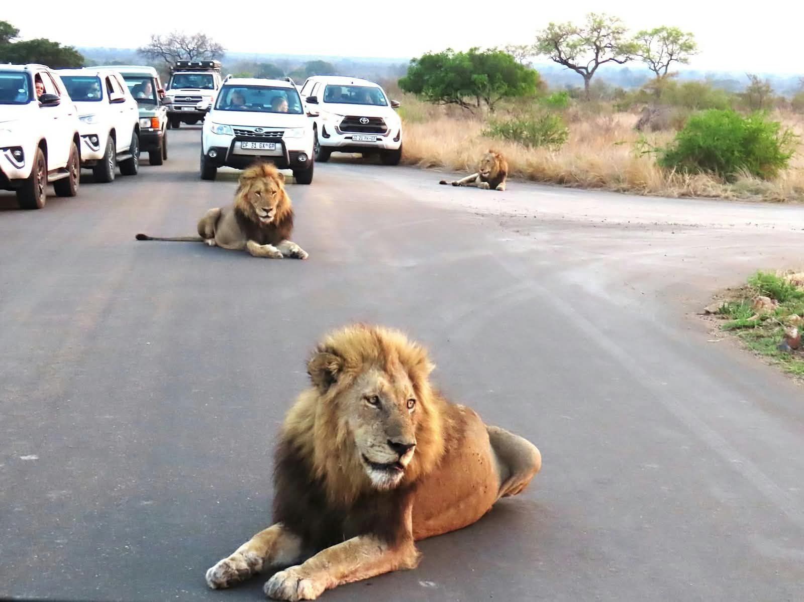 Kruger, Eswatini and KwaZulu-Natal safari and culture circuit