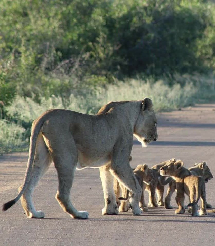 Lioness and cubs — wildlife conservation experience near Johannesburg