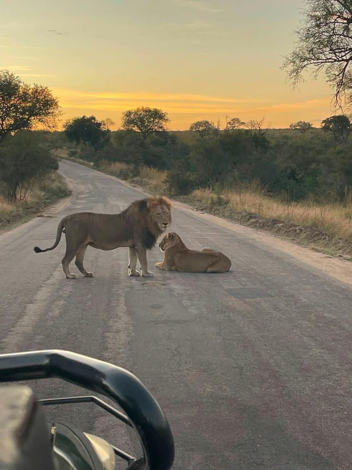 Lions on a Kruger road at sunrise on a Malala-Tau safari