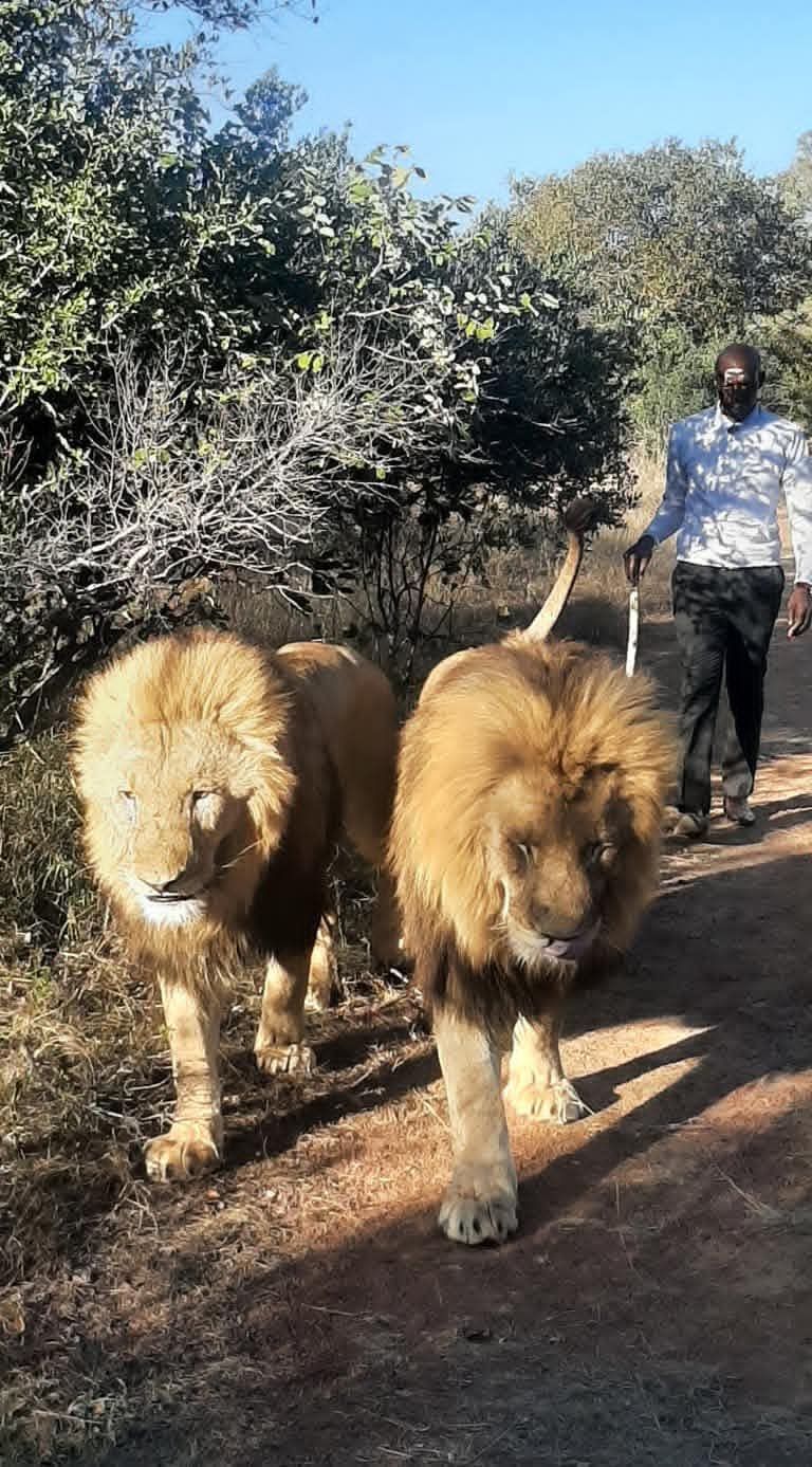 Lions at Ukutula Lodge and Game Reserve in the North West Province