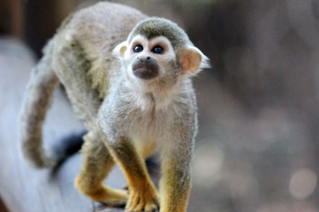 monkey-sanctuary-hartbeespoort-4