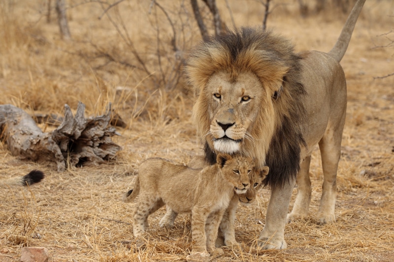 642277-lion-male-lion-cubs-family-africa-predators-lion