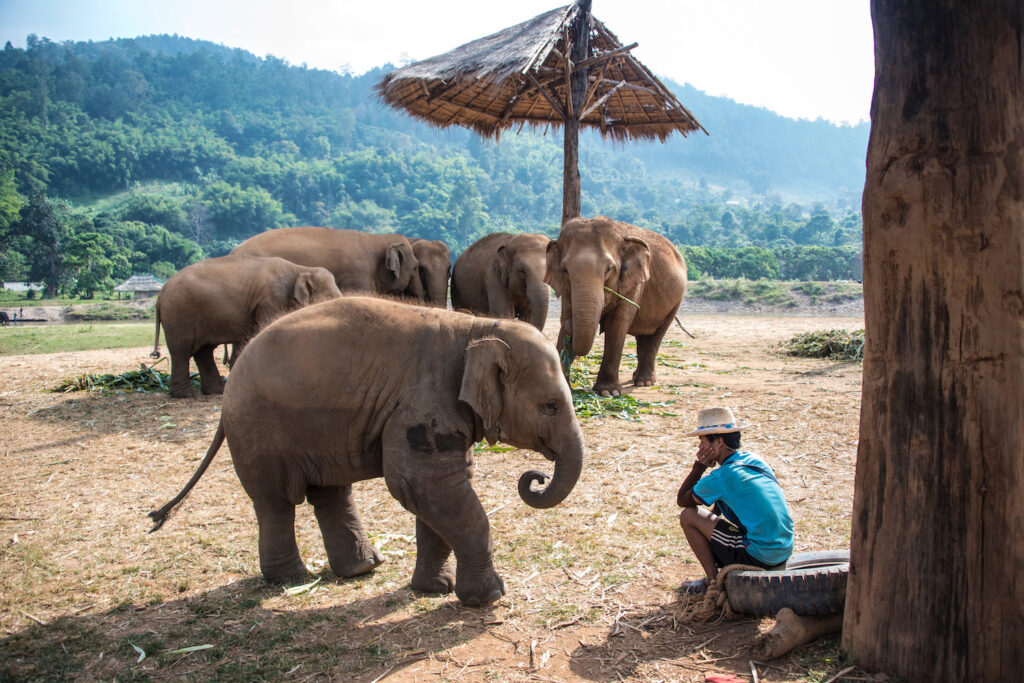 Elephants-in-Chiang-Mai-5