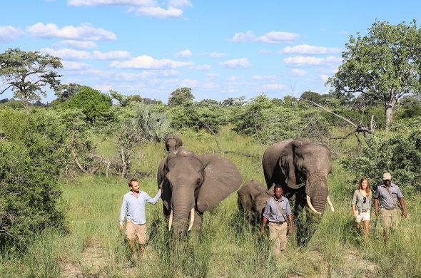 Walking-with-Elephants-Botswana