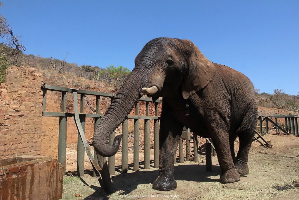 elephant-getting-some