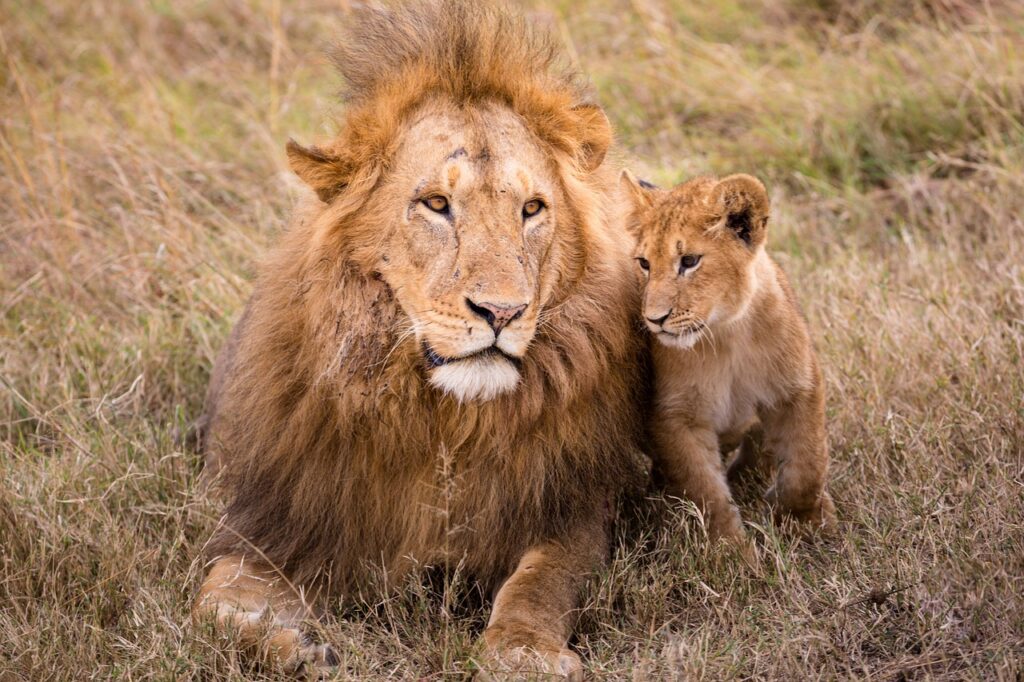 lion-5799513_1280
