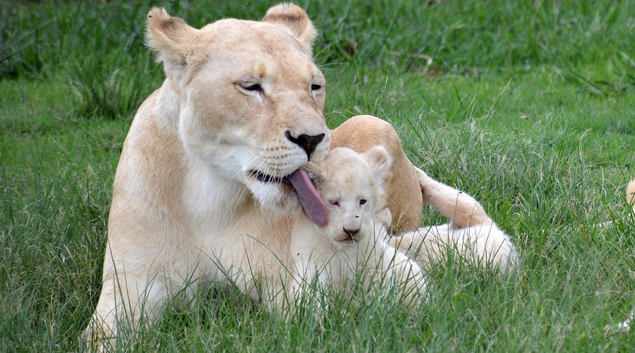 lion-safari-park