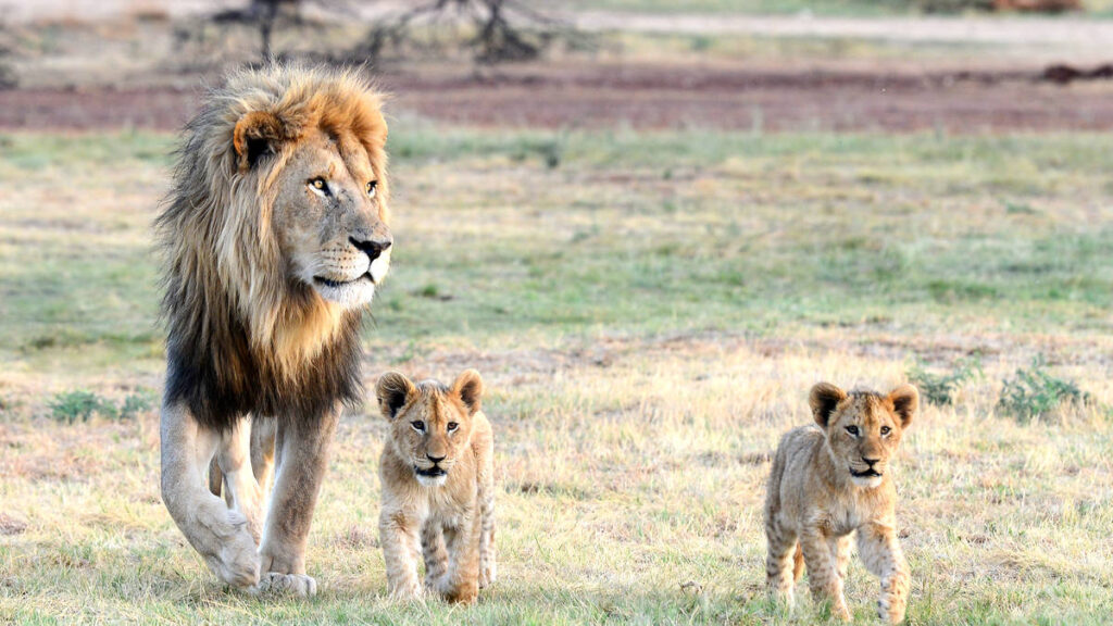 lions-1
