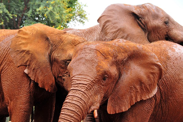 south-africa-gauteng-north-west-province-elephant-sanctuary